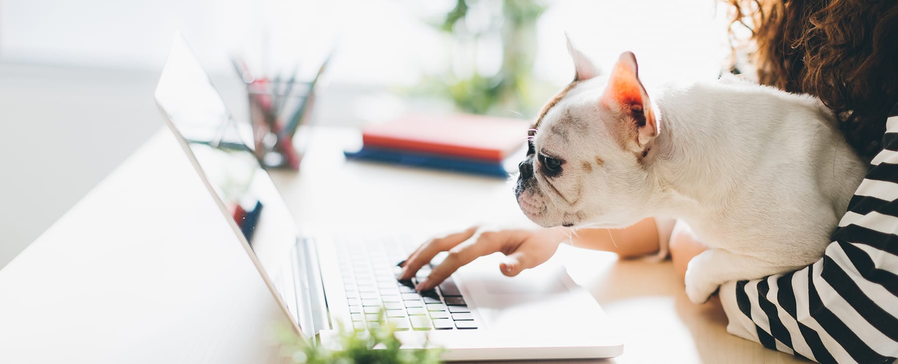 pug-looking-at-laptop